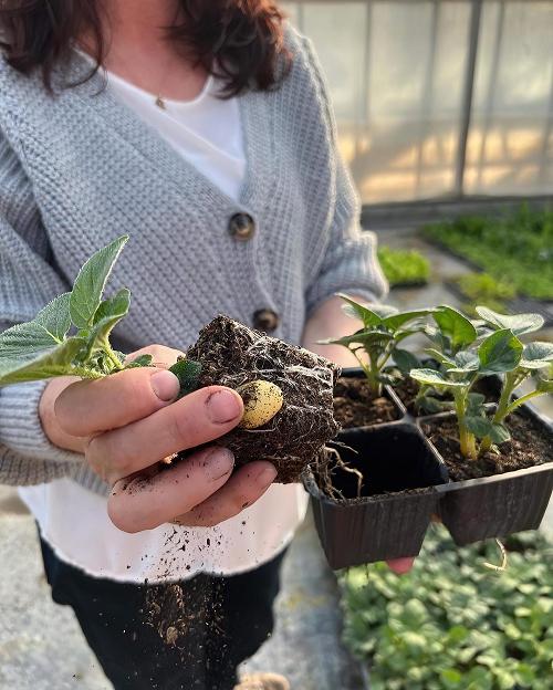 «Se på de vakre små røttene!» Elena Gariglio fra Vivai Gariglio  bobler over av entusiasme Foto: Lars Magnus Jenssen 